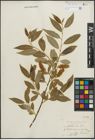 Foto von Salix pentandra L.